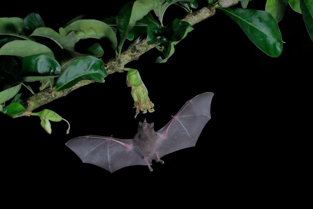La Laguna Del Lagarto Eco-Lodge Pital  エクステリア 写真