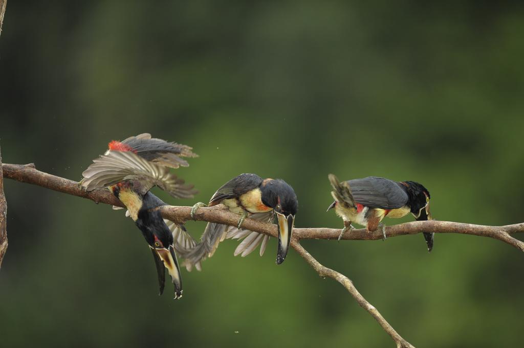 La Laguna Del Lagarto Eco-Lodge Pital  エクステリア 写真