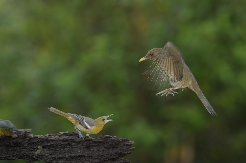 La Laguna Del Lagarto Eco-Lodge Pital  エクステリア 写真