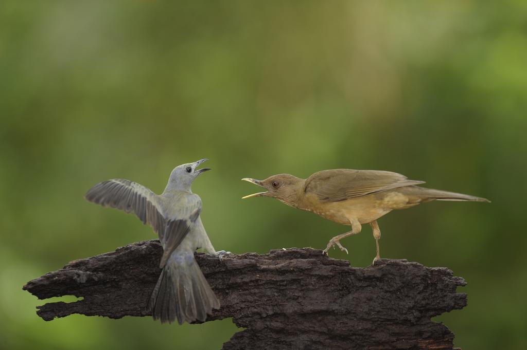 La Laguna Del Lagarto Eco-Lodge Pital  エクステリア 写真