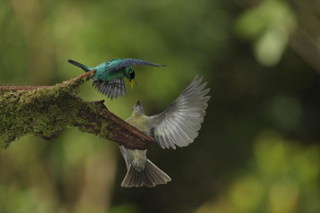 La Laguna Del Lagarto Eco-Lodge Pital  エクステリア 写真