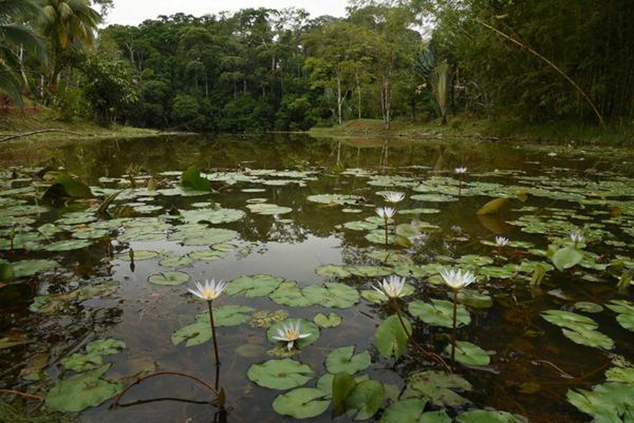 La Laguna Del Lagarto Eco-Lodge Pital  エクステリア 写真